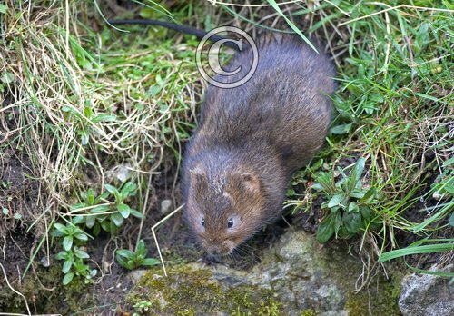 Water Vole  7 DM0367